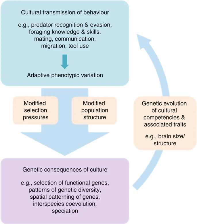 Genes and culture